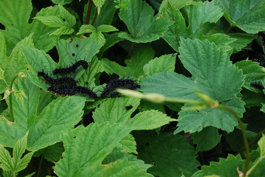 Astico in fiore