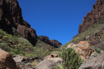 Canyon with cactus and euphorbia plants in the mountains of Gran Canaria, Spain