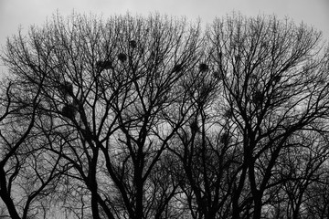 Background, texture, dark trees with nests. A graphic representation of trees