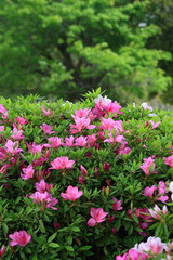 Obraz premium azalea