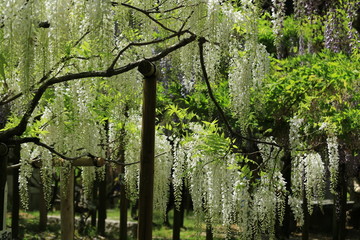 奈良公園　万葉植物園の藤