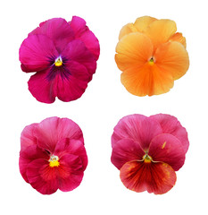Set of pansy flowers in red tones isolated on white background.