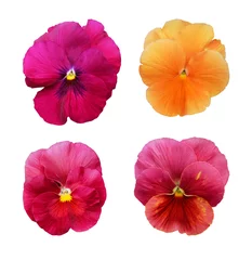Wall murals Pansies Set of pansy flowers in red tones isolated on white background.