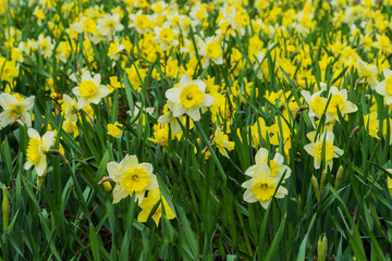 Flower bed with Many flowers of yellow daffodil, Narcissuses flowers blooming in the spring. Modern background, selective focus. Spring plants, seasons, weather.