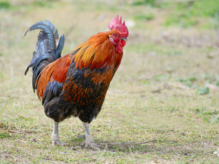 Colorful rooster on green nature background