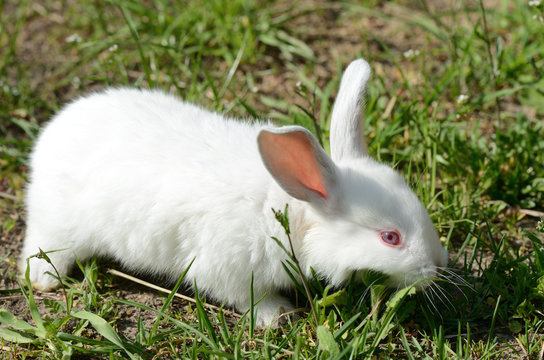 Cute white baby rabbit on the grass