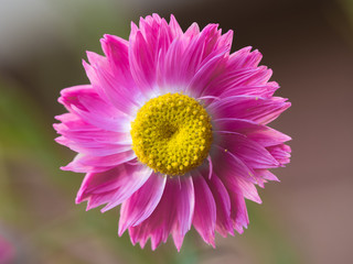 Pink everlasting flower (paper daisy), Australia