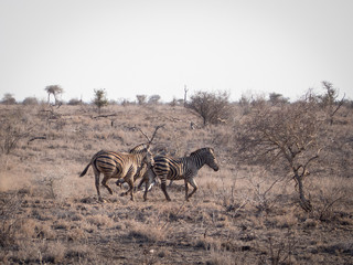 Fototapeta na wymiar Zebras running in South Africa