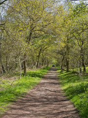 Fototapeta na wymiar Bright spring day in Sherwood Forest in the distance a couple walk along a path.