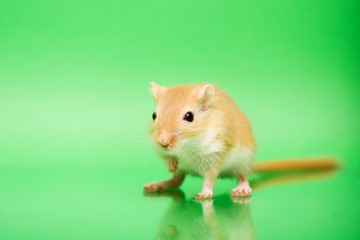Gerbil - cute pet