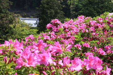 azalea