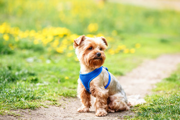 close up portrait of pretty sweet small little dog Yorkshire terrier in collar outdoor dress on the spring sunny summer background