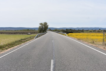 Camino de flores