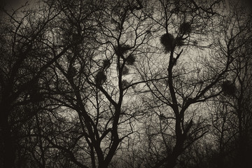 Background, texture of the mysterious trees with the nests. Tinted image Sepia