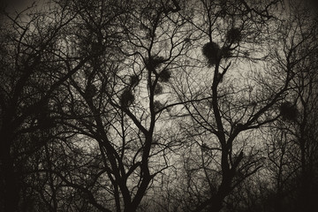 Obraz premium Background, texture of the mysterious trees with the nests. Tinted image Sepia
