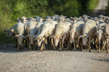 stado owiec © Kamil_k2p