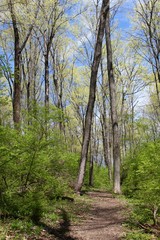 Fototapeta na wymiar The crossing trees on the trail in the woods.