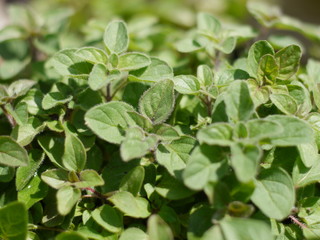 Oregano