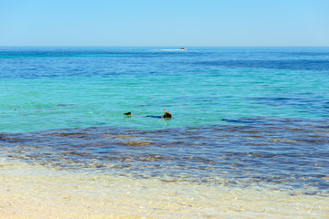 Schnorcheln, tauchen im Indischen Ozean, Korallenriff, Westk&uuml;ste, Corallenk&uuml;ste, Rottnest Island, Westaustralien, Australien, Western Australia, Down under