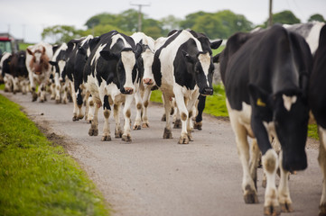 Cattle on way to milking