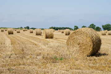 Straw Bales in field