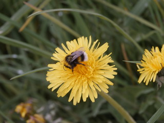 Löwenzahn mit Biene
