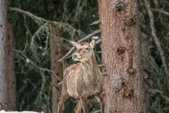 Hirsch