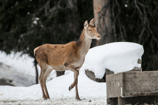 Hirsch