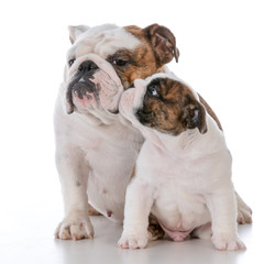 Obraz na płótnie Canvas mother and son dogs