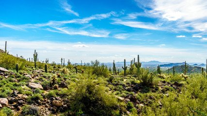 Fototapeta na wymiar View of the Valley of the Sun with the city of Phoenix in the distant seen from the semi desert landscape of Usery Mountain in Arizona, USA