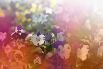 Fototapeta na wymiar spring sunny day floral background