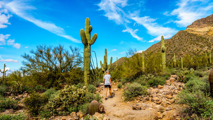 Woman on a hike on the hiking trail surrounded by Saguaro and other Cacti to the Wind Cave in Usery...