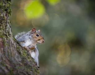 Grey  Squirrel