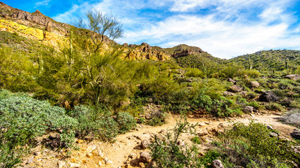 Fototapeta na wymiar The semi desert landscape of Usery Mountain Reginal Park near Phoenix Arizona with its many varieites of Cacti such as the Saguaro, Cholla, Barrel, Pencil Catus and Ocotillo Cactus