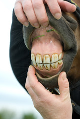 Assessing Horses Teeth
