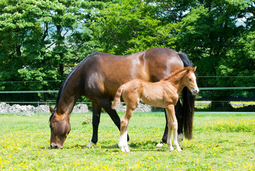 Mother and young foal