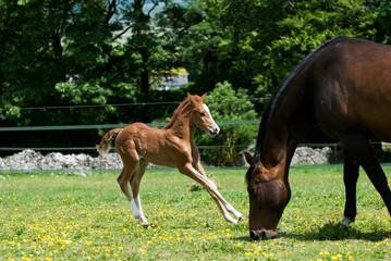 Mother and young foal