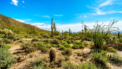 Woman enjoying the semidesert landscape of Usery Mountain Regional Park uder a bright Sun with the Valley of the Sun and the city of Phoenix in the background