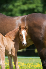Obraz premium Mother and young foal
