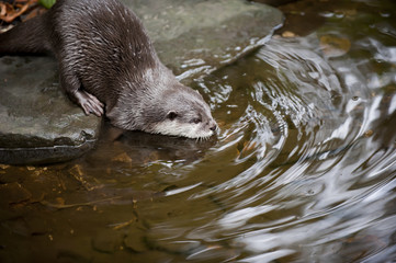 Otter entering the water