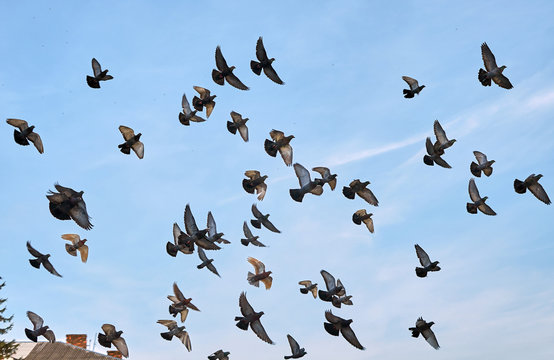 Flock of pigeons flying above roofs