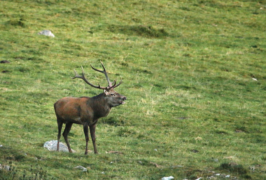 Hirsch