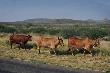 Drei namibische Rinder auf der Steppe