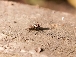 a medium fly resting on the tree bark motionless outside in forest not moving close up macro with high detail