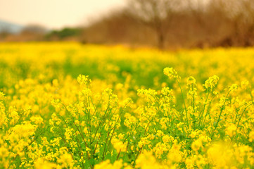 筑後川の菜の花