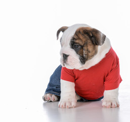cute puppy wearing clothing