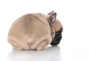 cute french bulldog puppy