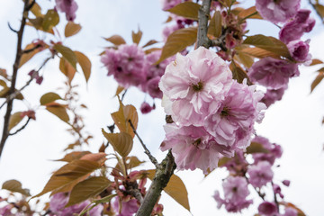 Pink flowers of Japanese cherry.