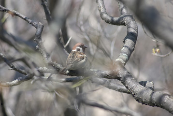 スズメ　sparrow