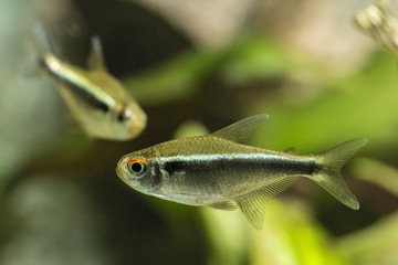 Aquarium fish Black Neon Tetra.